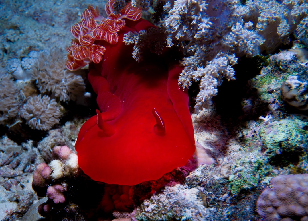 🐠⛵ رحلات الغواصة ⛵